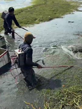 抓鱼摸虾爆料视频,渔村生活趣味盎然
